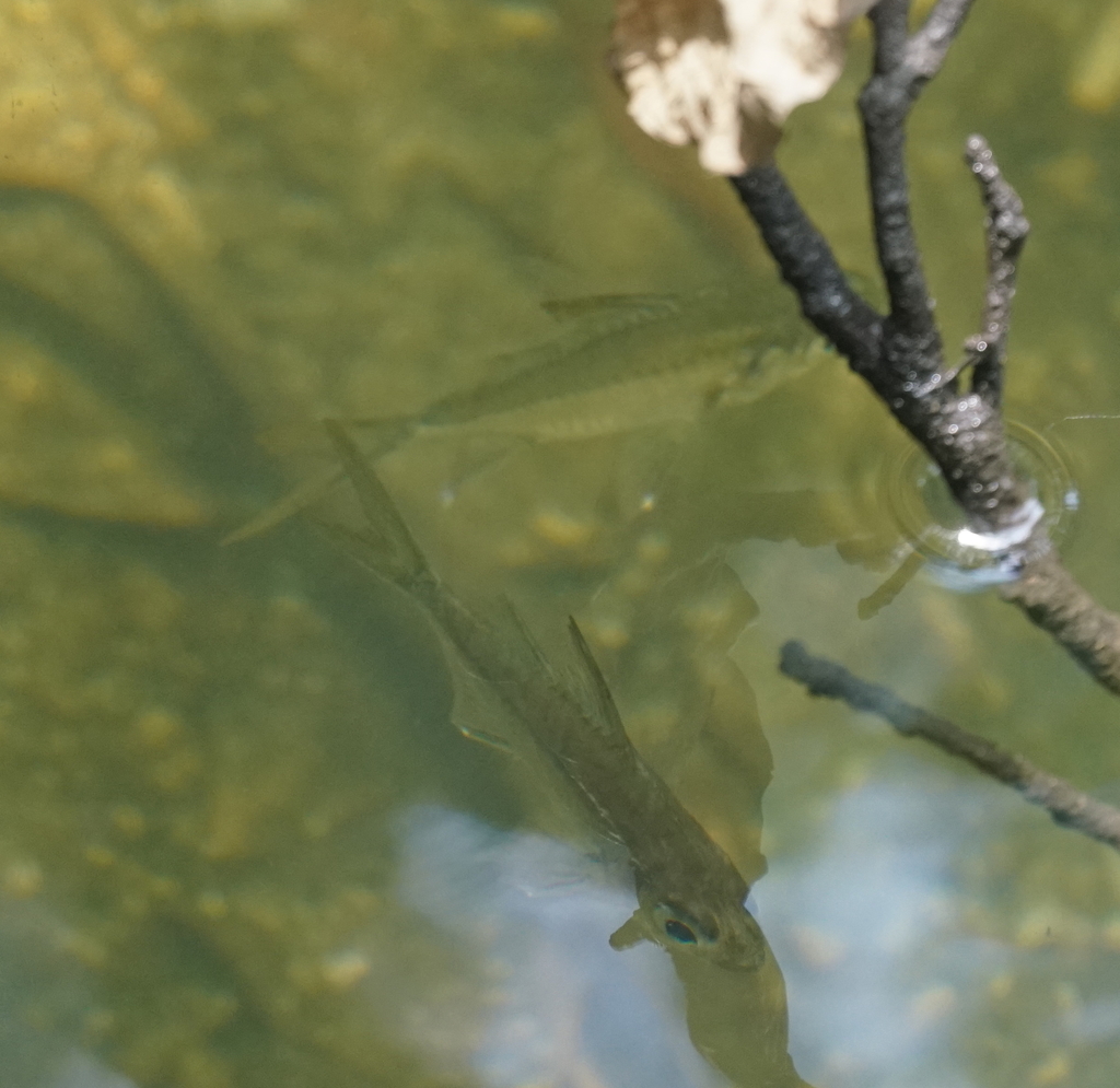 Glassfish
