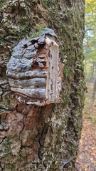 Fomes fomentarius image