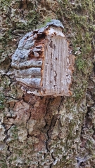 Fomes fomentarius image