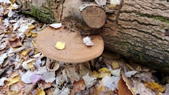 Ganoderma applanatum image