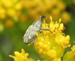 Pseudocentrinus ochraceus