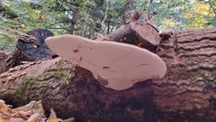 Ganoderma applanatum image