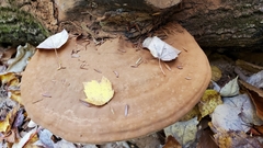 Ganoderma applanatum image