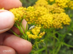 Pseudocentrinus ochraceus