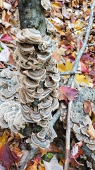 Trametes versicolor image