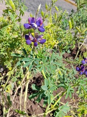Lupinus