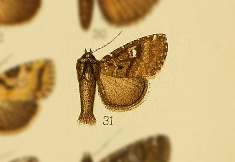Condica albomaculata