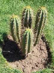 Cactaceae