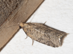 Constrictana constrictana