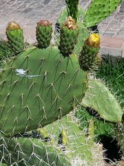 Opuntia ficus-indica
