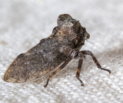 Microcentrus perditus
