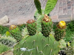 Opuntia ficus-indica