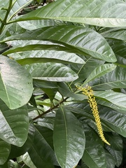 Lophanthera lactescens