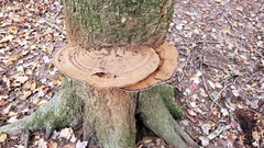 Ganoderma applanatum image