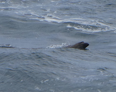 Arctocephalus pusillus