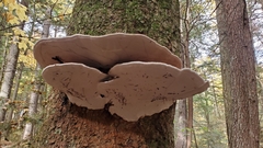 Ganoderma applanatum image