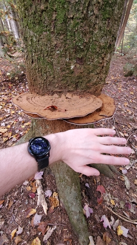 Ganoderma applanatum image