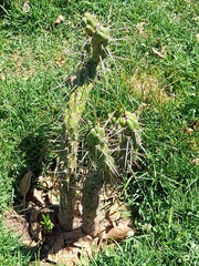 Austrocylindropuntia subulata