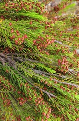 Erica coarctata
