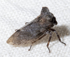 Microcentrus perditus