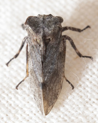 Microcentrus perditus