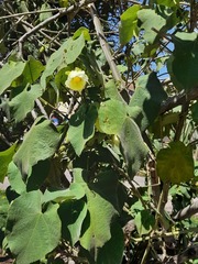 Abutilon