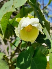 Abutilon