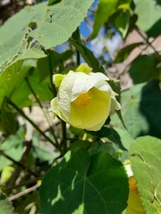 Abutilon