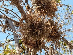 Tillandsia virescens
