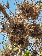 Tillandsia virescens