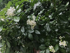 Murraya paniculata
