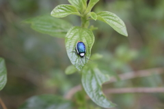 Asphaera albomarginata