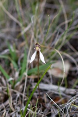 Eriochilus helonomos