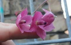 Rhodochiton atrosanguineus