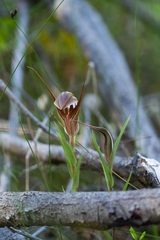 Pterostylis rogersii