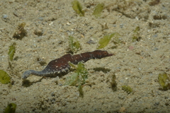 Acentronura breviperula