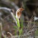Curled-tongue Shell Orchid - Photo (c) michelle__p, some rights reserved (CC BY-NC)