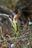Curled-tongue Shell Orchid - Photo (c) michelle__p, some rights reserved (CC BY-NC)