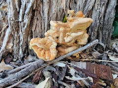 Laetiporus gilbertsonii