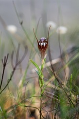 Pterostylis rogersii