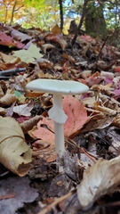 Amanita bisporigera
