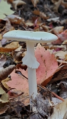 Amanita bisporigera