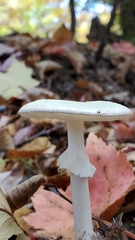 Amanita bisporigera