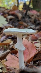 Amanita bisporigera