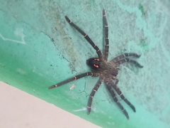 Cupiennius salei