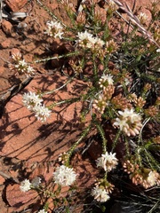 Calytrix involucrata