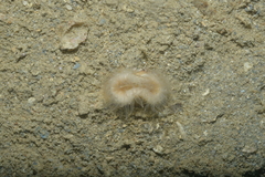 Heteropsammia cochlea