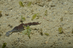 Acentronura breviperula