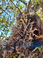 Tillandsia virescens