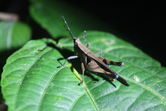 Xiphiola cyanoptera